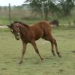 aqha wimpy little step / peppy san badger